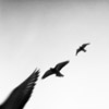 Emilian Chirila - photography